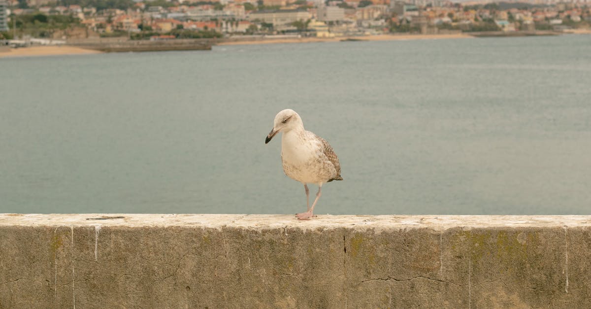 Is it better to repair or replace an old toilet?